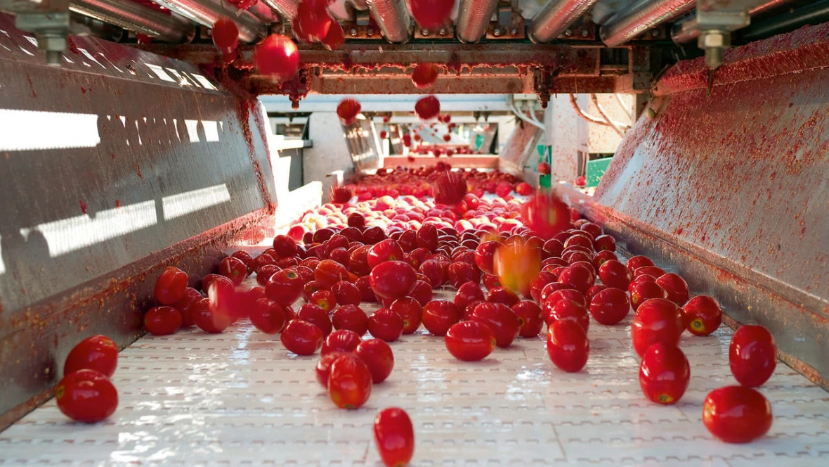 S6.1 Conveying tomatoes
